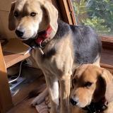 Picture of dog lost at Savigny