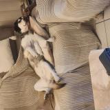 Picture of dog lost at Congenies