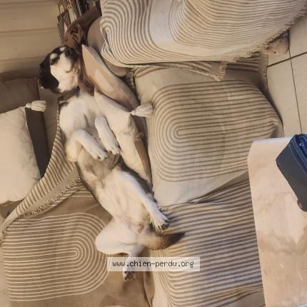 Photo 1/1 Rey Chien lost in Congenies