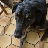 Picture of dog lost at Mas Saintes Puelles