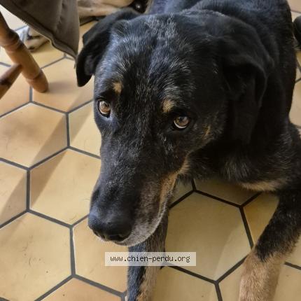 Photo 1/1 Marcus Chien lost in Mas saintes puelles