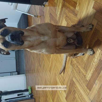 Photo 1/1 Found dog Found in Buenos aires caba