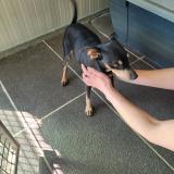 Picture of dog found at Perigny