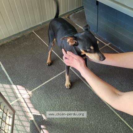 Photo 1/1 Dog reunited Found in Perigny