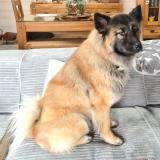 Picture of dog lost at Err