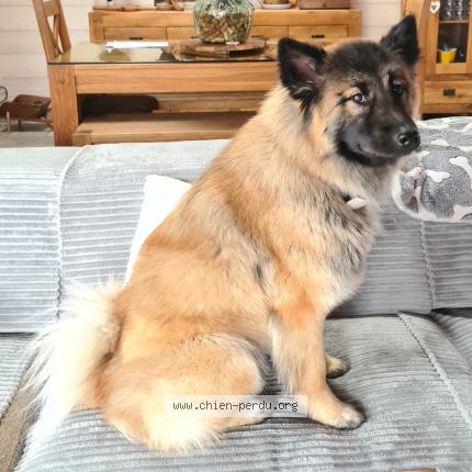 Photo 1/1 Tresor Chien lost in Err