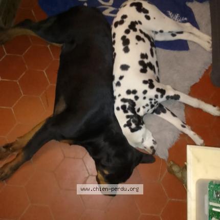 Photo 1/1 Dog reunited Lost in Roncherolles sur le vivier