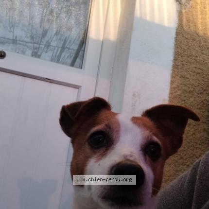 Photo 1/1 Found dog Found in La celle sur loire