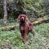 Picture of dog lost at Montastruc De Salies