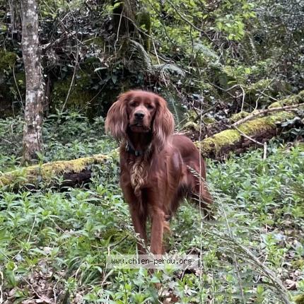 Photo 1/1 Tïa Chien lost in Montastruc de salies