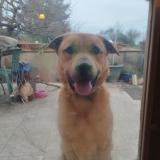 Picture of dog lost at Crastes