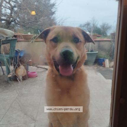 Photo 1/1 Aïko Chien lost in Crastes