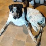 Picture of dog lost at Chanterelle