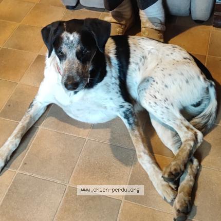 Photo 1/1 Usher Chien lost in Chanterelle