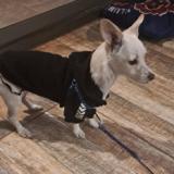 Picture of dog lost at Santiago