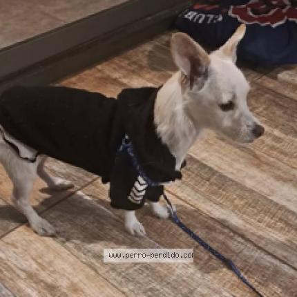 Photo 1/1 Patroklo Chien lost in Santiago