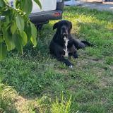 Picture of dog lost at St Ciers Sur Gironde