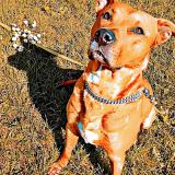 Picture of dog lost at St Pierre Deyraud