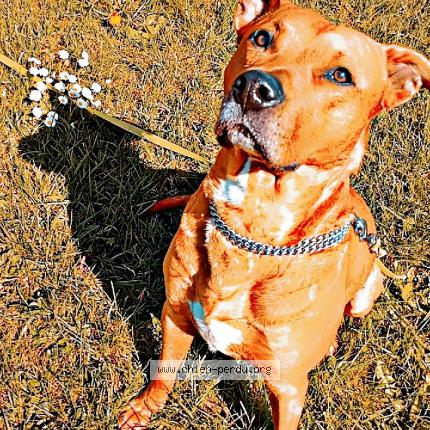 Photo 1/1 Noy Chien lost in St pierre deyraud