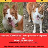 Picture of dog lost at Mont De Marsan