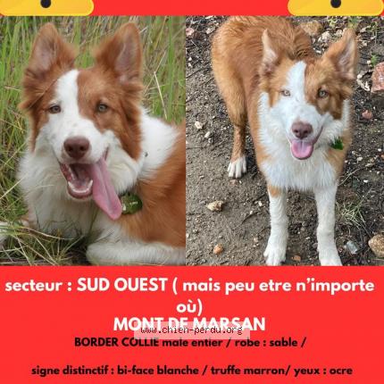 Photo 1/1 X-Box Chien lost in Mont de marsan