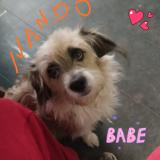 Picture of dog lost at Hunter