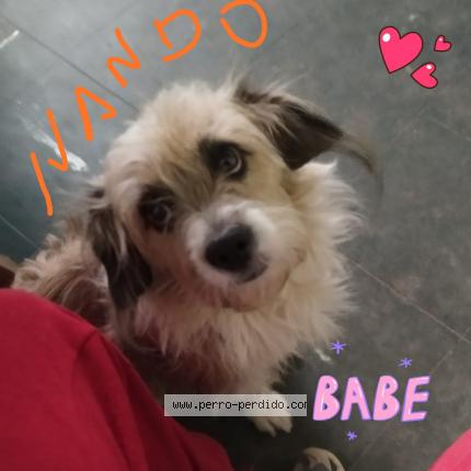 Photo 1/1 Nando Chien lost in Hunter