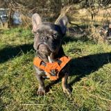 Picture of dog lost at Villemoustaussou