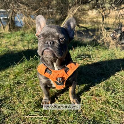 Photo 1/2 Blue Chien lost in Villemoustaussou