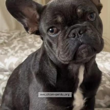 Photo 2/2 Blue Chien lost in Villemoustaussou