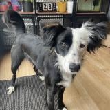 Picture of dog lost at Caen