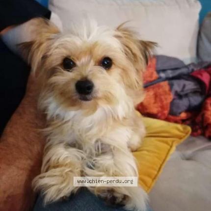 Photo 1/1 Kalie Chien lost in Ecauville