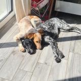 Picture of dog lost at Pont Scorff