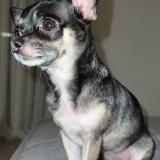 Picture of dog lost at Granges Paccots