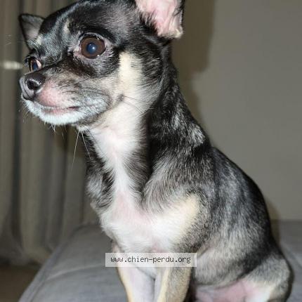 Photo 1/1 Chanel Chien lost in Granges paccots