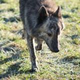 Picture of dog lost at Perassay