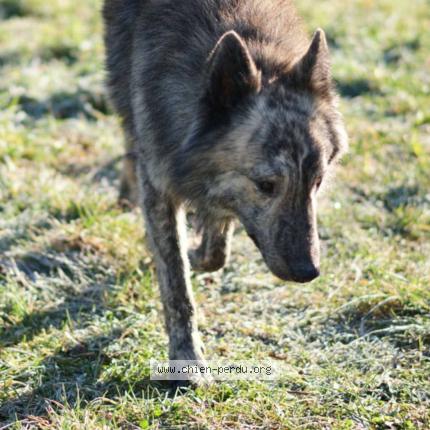 Photo 1/1 Juan Chien lost in Perassay