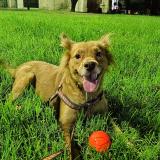 Picture of dog lost at Caba