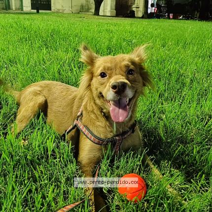 Photo 1/1 Osi Chien lost in Caba