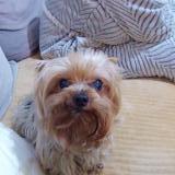 Picture of dog lost at Sotteville Les Rouen