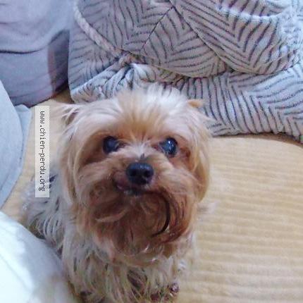 Photo 1/1 Guismo Chien lost in Sotteville les rouen