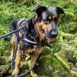 Picture of dog lost at Villereversure