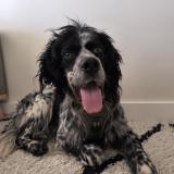 Picture of dog lost at Toulouse