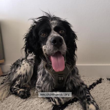 Photo 1/1 Barbouille Chien lost in Toulouse