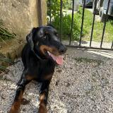 Picture of dog found at Visan