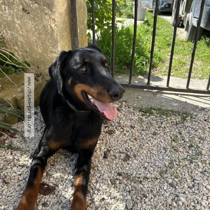 Photo 1/1 Found dog Found in Visan