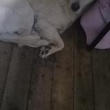 Picture of dog lost at Ayaviri