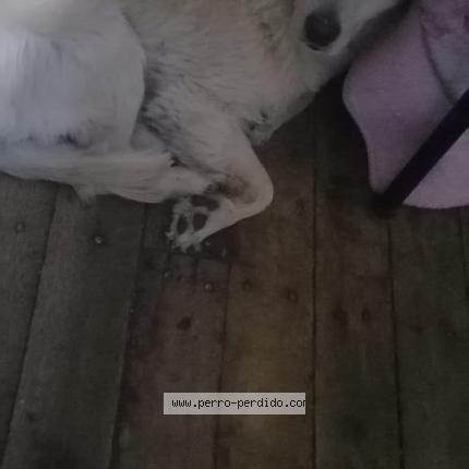 Photo 1/1 Estrella Chien lost in Ayaviri