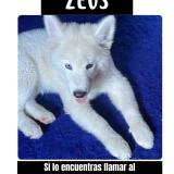 Picture of dog lost at Nuevo Chimbote