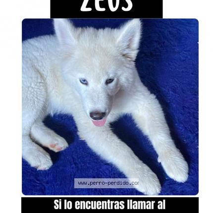 Photo 1/1 Zeus Chien lost in Nuevo chimbote